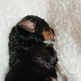 Bernedoodle Puppies from Waverly Farm Bernedoodles