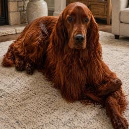 RJ - Irish Setter