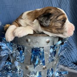 Blitzen - Brown merle male Aussiedoodle puppy in Lodi, California from KJ Doodles