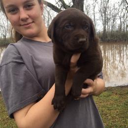 Labrador Retriever Puppies from Andy Lafleur