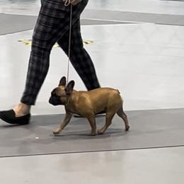 French Bulldog Puppies from Peaceful Prayers French Bulldogs