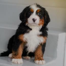 Dubai - Tri-color male Bernedoodle puppy in Dundee, Ohio from Down Home Doodle