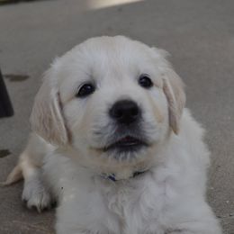 Golden Retriever Puppies from Starbrite Golden Retrievers