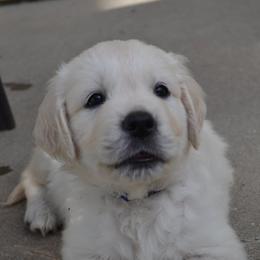 Golden Retriever Puppies from Starbrite Golden Retrievers