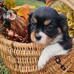 Duke - Tri-color male Cavalier King Charles Spaniel puppy in Walterboro, South Carolina from Puddlejumpers