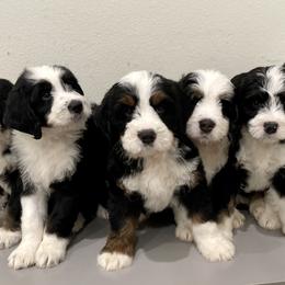 Bernedoodle Puppies from Sweet Pea Bernedoodles