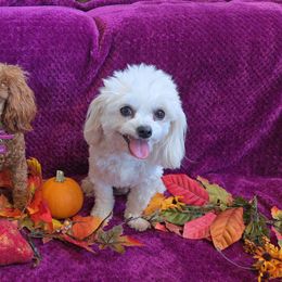 Maltipoo puppies from Cowgirl's Legacy