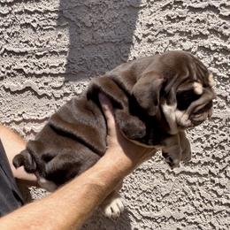 Bulldogs from Let it Ride Bulldogs