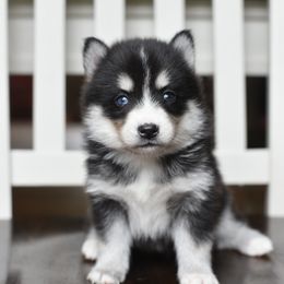 Bunny - Tri-color female Pomsky puppy in Coos Bay, Oregon from Precious Pomskies