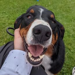 Drago - Appenzeller Sennenhund