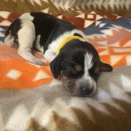 Daisy - Blue ticked and tan female Bluetick Coonhound puppy in Mount Pleasant, Texas from Harmons Hounds