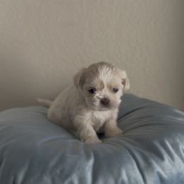 Hup Knight - Cream and white male Shih Tzu puppy in Cedar Hill, Texas from Puppy Paper House