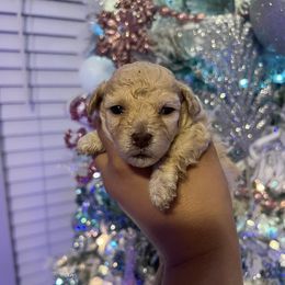 Toffee - Cream female Maltipoo puppy in Hephzibah ( Richmond County ), Georgia from Healing Pawz LLC