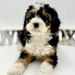 Bernedoodles and Goldendoodles from Sweet Georgia Doodles