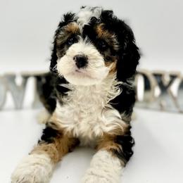 Bernedoodles and Goldendoodles from Sweet Georgia Doodles