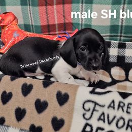 Dachshund Puppies from Briarwood Dachshunds