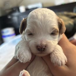 Agatha - Parti female Goldendoodle puppy in Sandy, Utah from Perfect Puppy Doodles