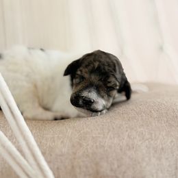 Spur - Sable female Poodle puppy in Hartwell, Georgia from Lake Hartwell Standard Poodles