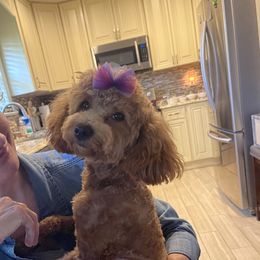 Shelby - Poodle