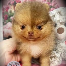Tiny Xander 4000 - Chocolate sable male Pomeranian puppy in Oklahoma City, Oklahoma from Belle House Pomeranians
