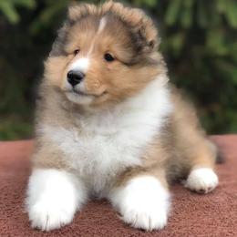 Shetland Sheepdog Puppies from Royal Tea Shelties