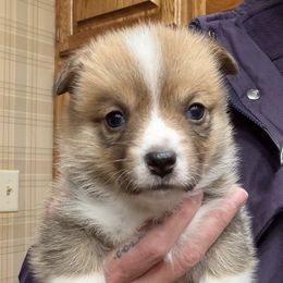 Boy 1 - Red male Pembroke Welsh Corgi puppy in Wellfleet, Nebraska from RK Corgis