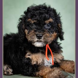 Bates - Black and tan male Cockapoo puppy in Connersville, Indiana from Deaz Doodle Ranch