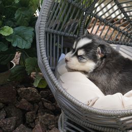 Pomsky Puppies from Arctic Star Pomskies