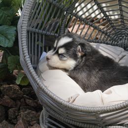 Pomsky Puppies from Arctic Star Pomskies