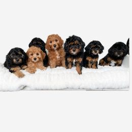 Cavapoo puppies from Wonderful World Doodles