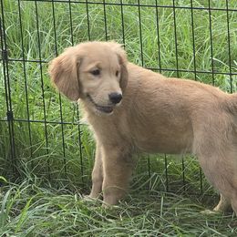 Golden Retriever Puppies from Stellar Acres Golden Retrievers
