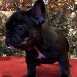 French Bulldog Puppies from Alyssa Twichell