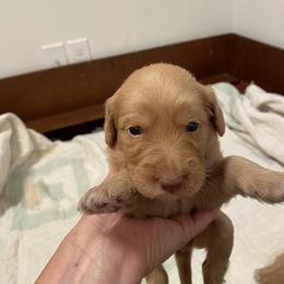 Blonde female number 2 - Cream female Goldendoodle puppy in Daphne, Alabama from Daphne Doodles
