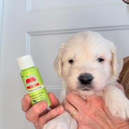 Boy 4 Light Green - Light golden male Golden Retriever puppy in Mc Minnville, Tennessee from Wishaw Whisky Golden Retrievers