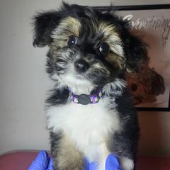 Boy 3 - Black gold and white male Shorkie puppy in Boca Raton, Florida from Tina-Marie's Pups