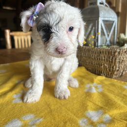 Cockapoo, Sheepadoodle, and Whoodle Puppies from Saddle Mountain Doodles