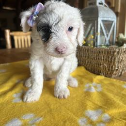 Cockapoo, Sheepadoodle, and Whoodle Puppies from Saddle Mountain Doodles