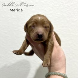 Merida - Apricot female Goldendoodle puppy in Rienzi, Mississippi from Saddle Hill Farms