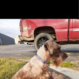 Miniature Schnauzer All Grown Up from Scamper Schnauzers