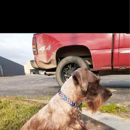 Miniature Schnauzer All Grown Up from Scamper Schnauzers