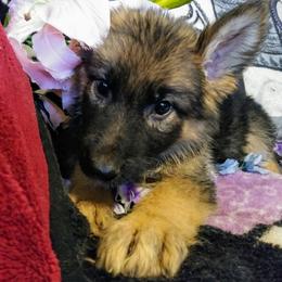 German Shepherd Puppies from Rain's Legacy German Shepherds