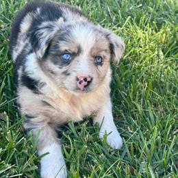 Twilight (Sparkle) - Blue merle female Australian Shepherd puppy in California from Eagle River Aussies