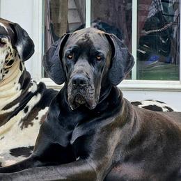 Theory - Great Dane