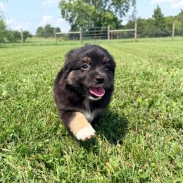 Boy 4 - Black tri male Miniature Australian Shepherd puppy in Arcadia, Indiana from Sunset Cowgirl Mini Aussies