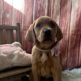 Pink ribbon girl - Yellow female Labrador Retriever puppy in Newmanstown, Pennsylvania from Retrievers of Millbach