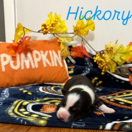 Hickory - Black tri-color male Australian Shepherd puppy in Spartanburg, South Carolina from Hub City Aussies