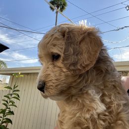 Australian Cobberdog Puppies from Mud Pies Australian Cobberdogs