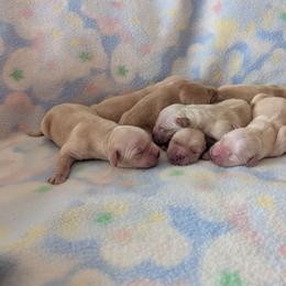 Emmi Boy 4 - Golden male Golden Retriever puppy in Niles, Michigan from Family Raised Goldens