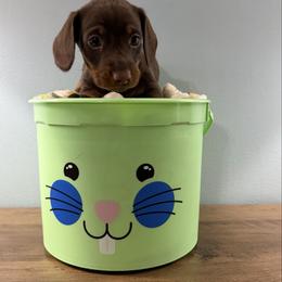 Latte (Rhody) - Chocolate and tan male Dachshund puppy in Live Oak, Florida from Johnson’s Weiner Farm