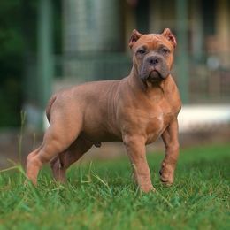 American Bully Puppies from Manuia Kennels